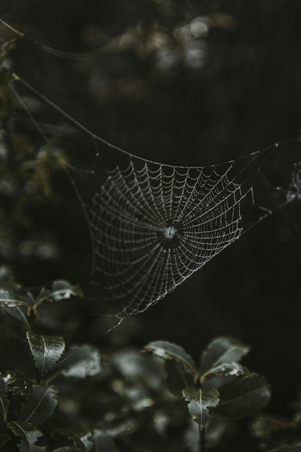 a spider web hanging from a tree branch