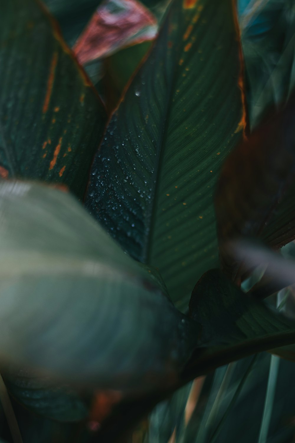 a close up of a green plant with leaves