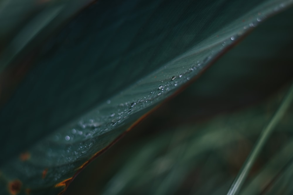 a close up of a green leaf with drops of water on it