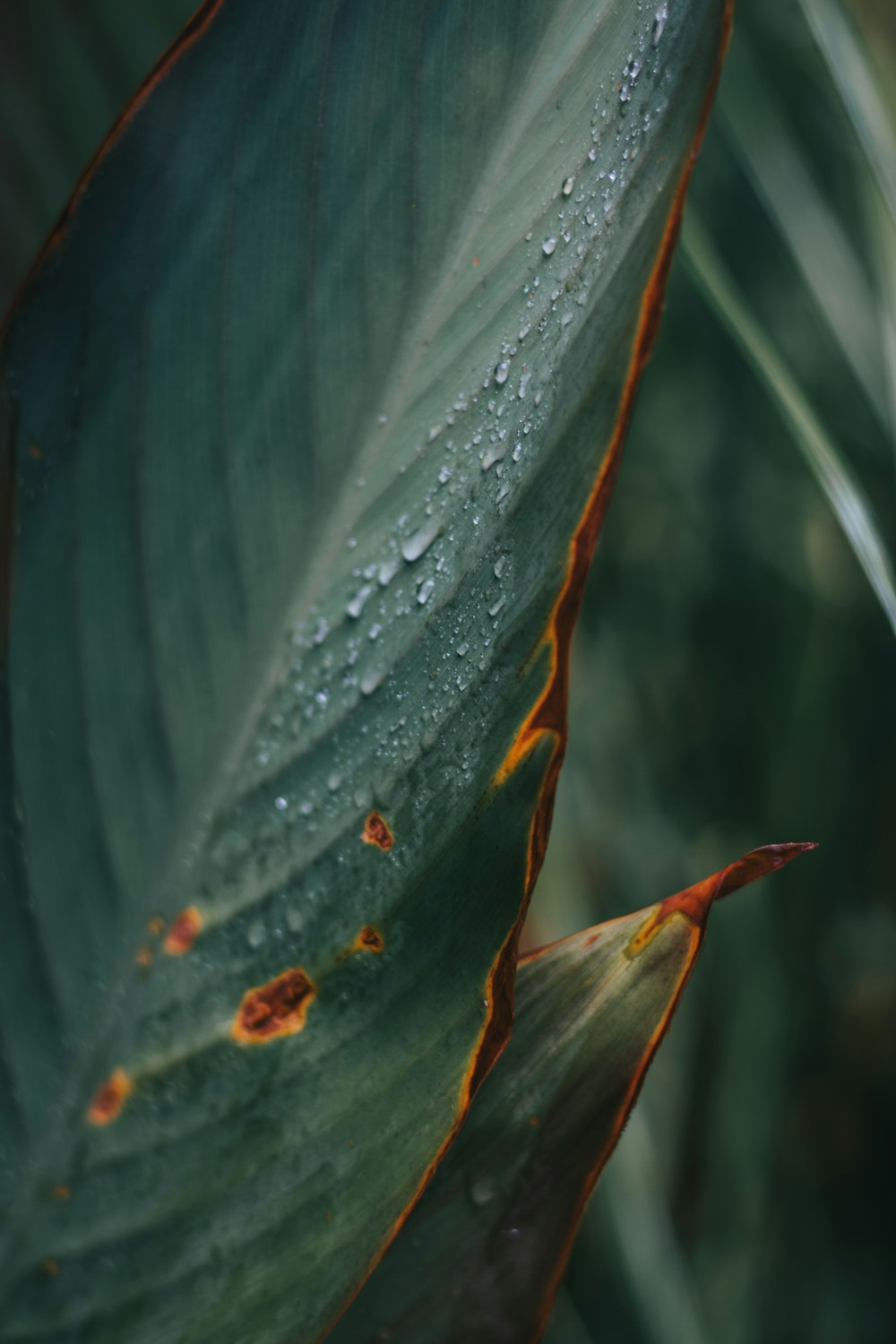 a close up of a green leaf with drops of water on it