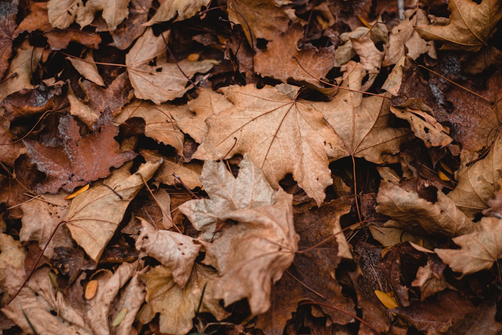 a bunch of leaves that are laying on the ground