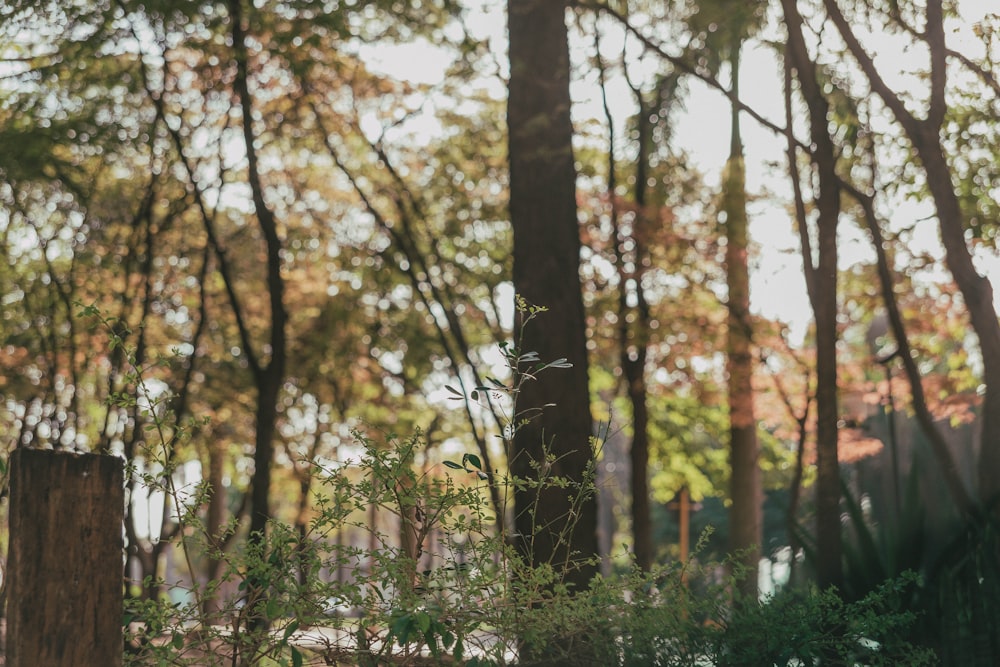 a forest filled with lots of tall trees