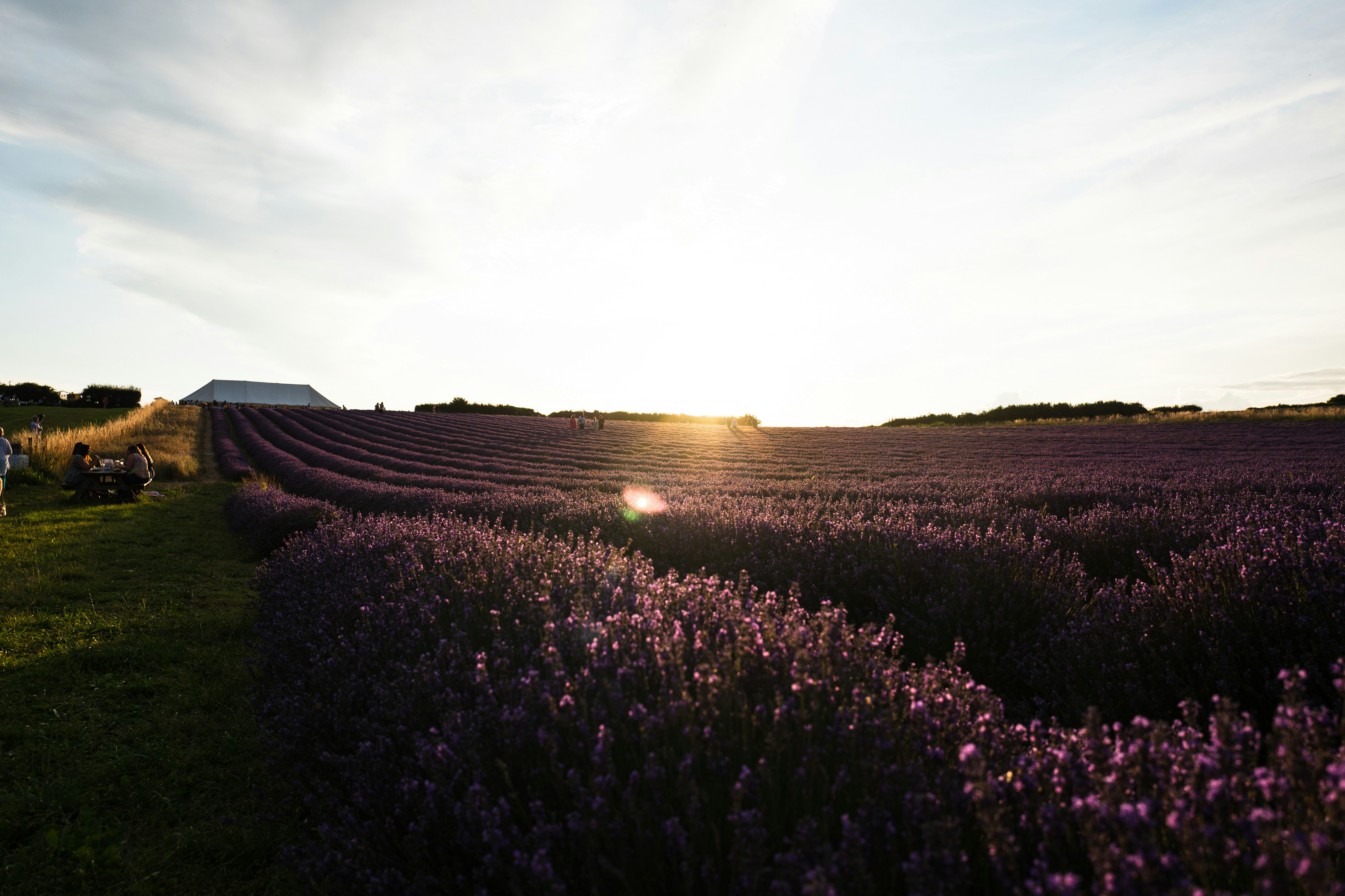 a field of lavender flowers with a barn in the background
