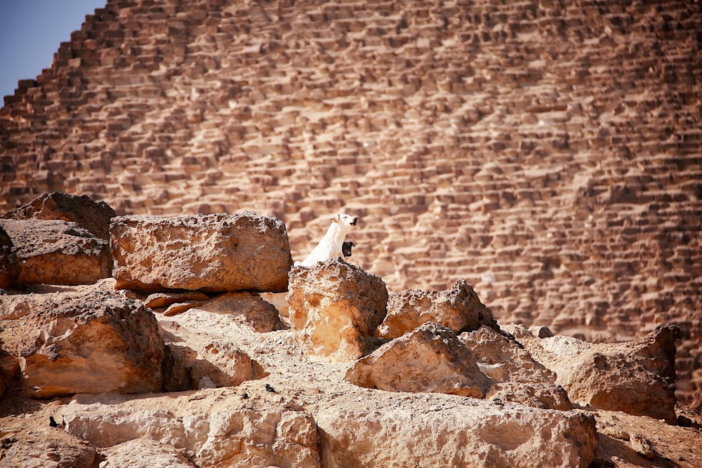 a bird sitting on top of a pile of rocks