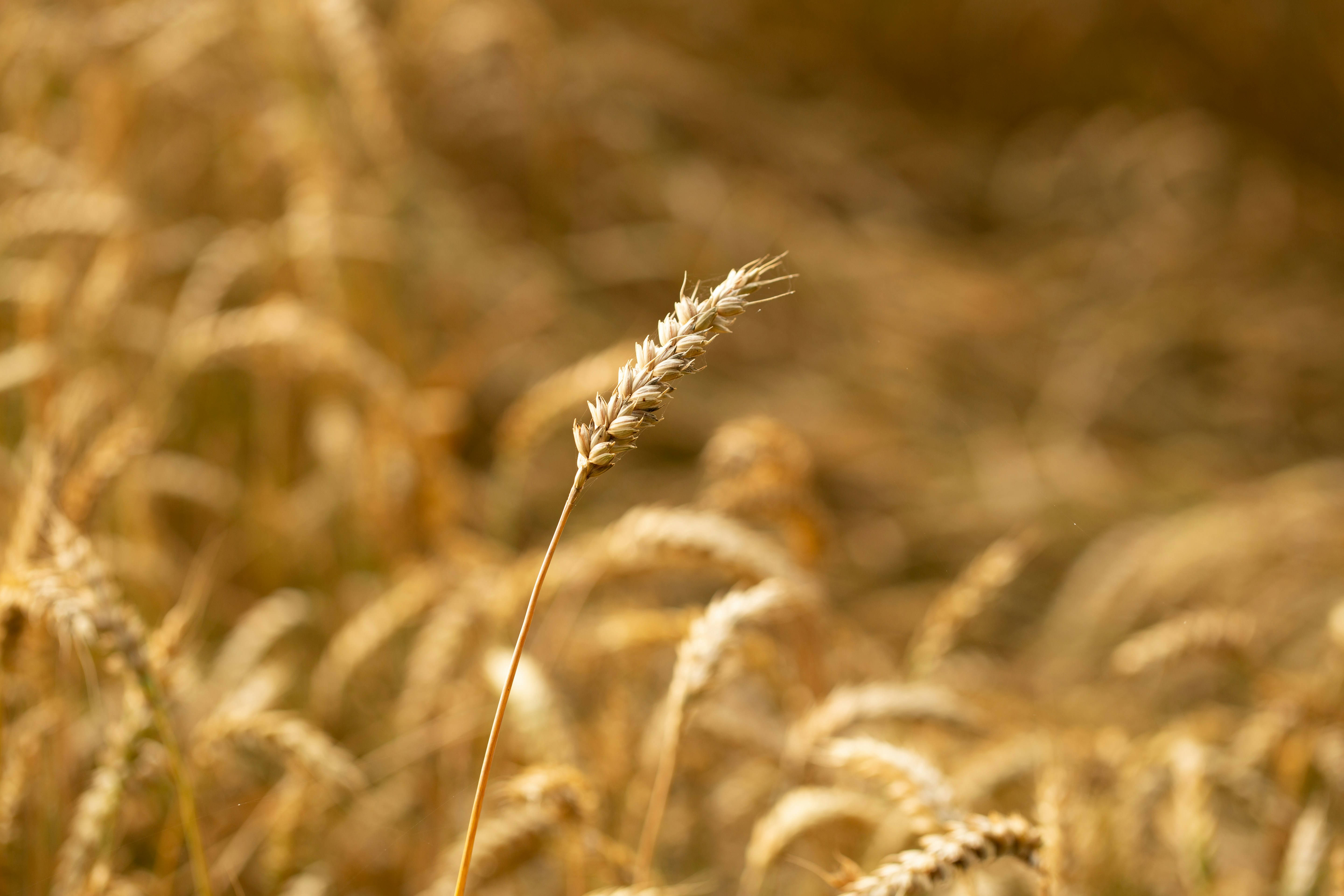 5 news écolo du mois d'Avril