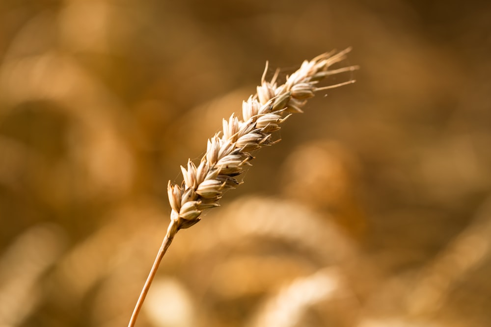 a close up of a plant with a blurry background