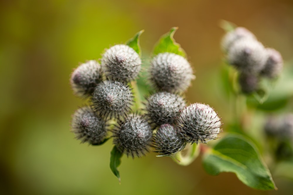 a close up of a bunch of flowers on a plant