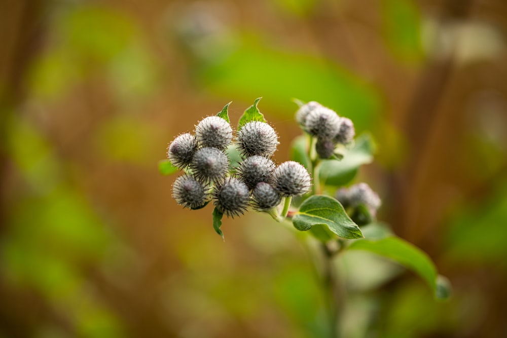 a close up of a bunch of flowers on a plant