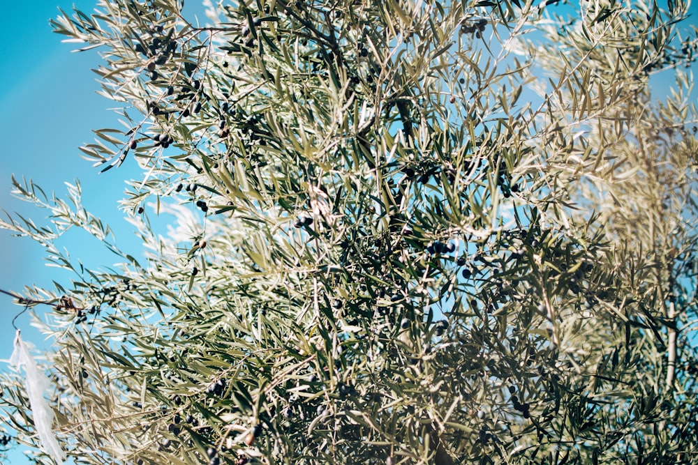 a close up of a tree with lots of leaves