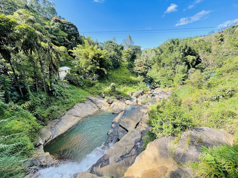 a river running through a lush green forest