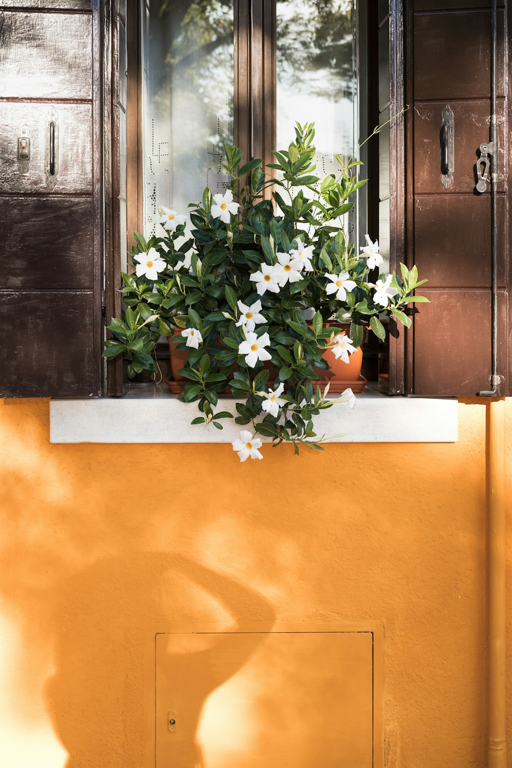 a potted plant sitting on a window sill