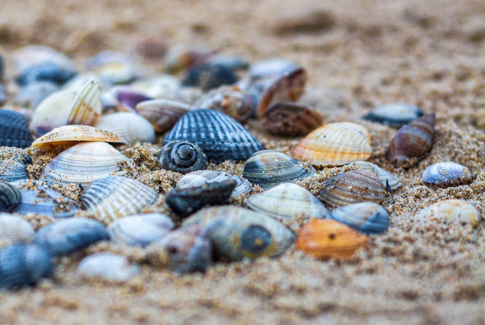 a bunch of seashells that are laying in the sand