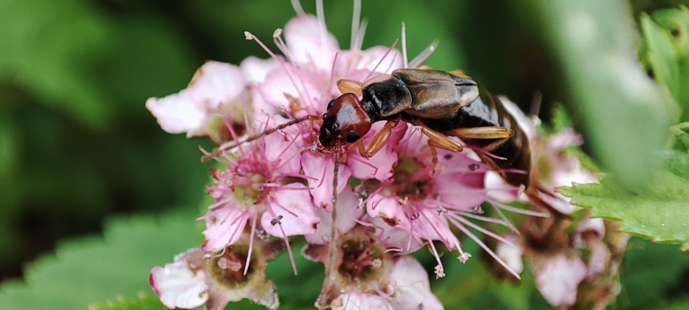 a close up of a bee on a flower