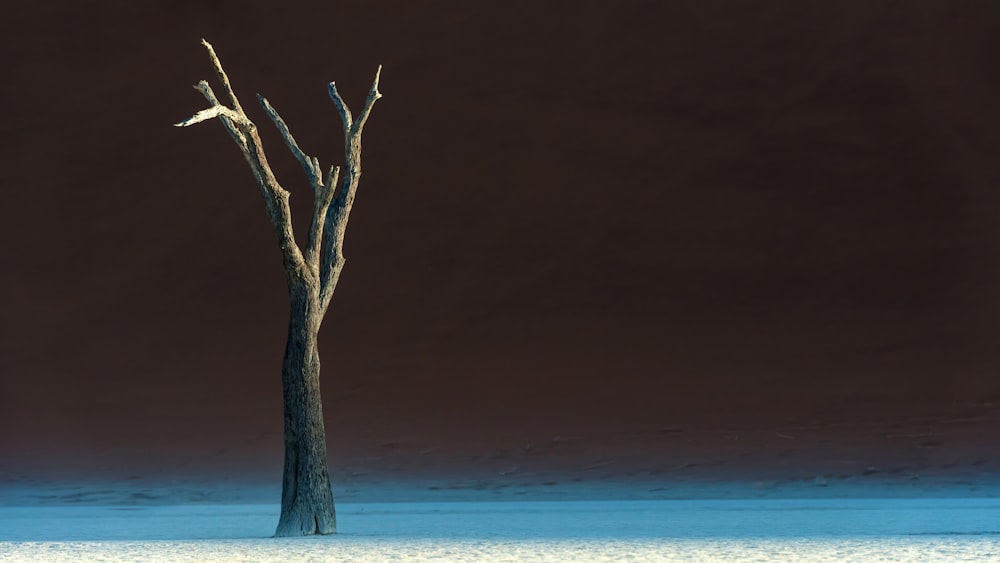 a lone tree in the middle of the desert