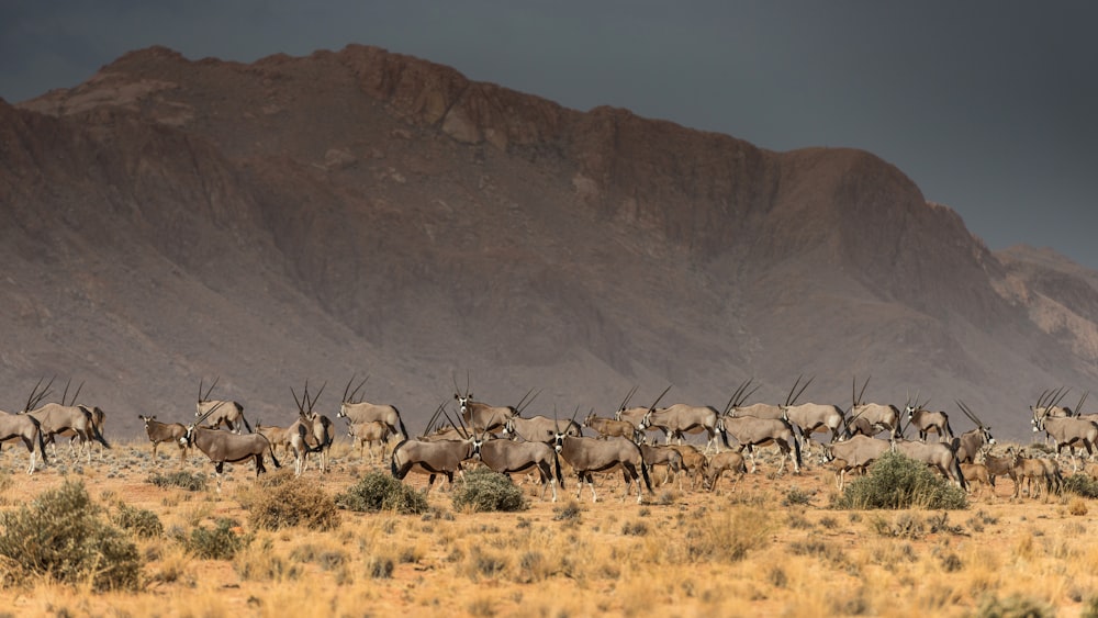 a herd of antelope walking across a dry grass field