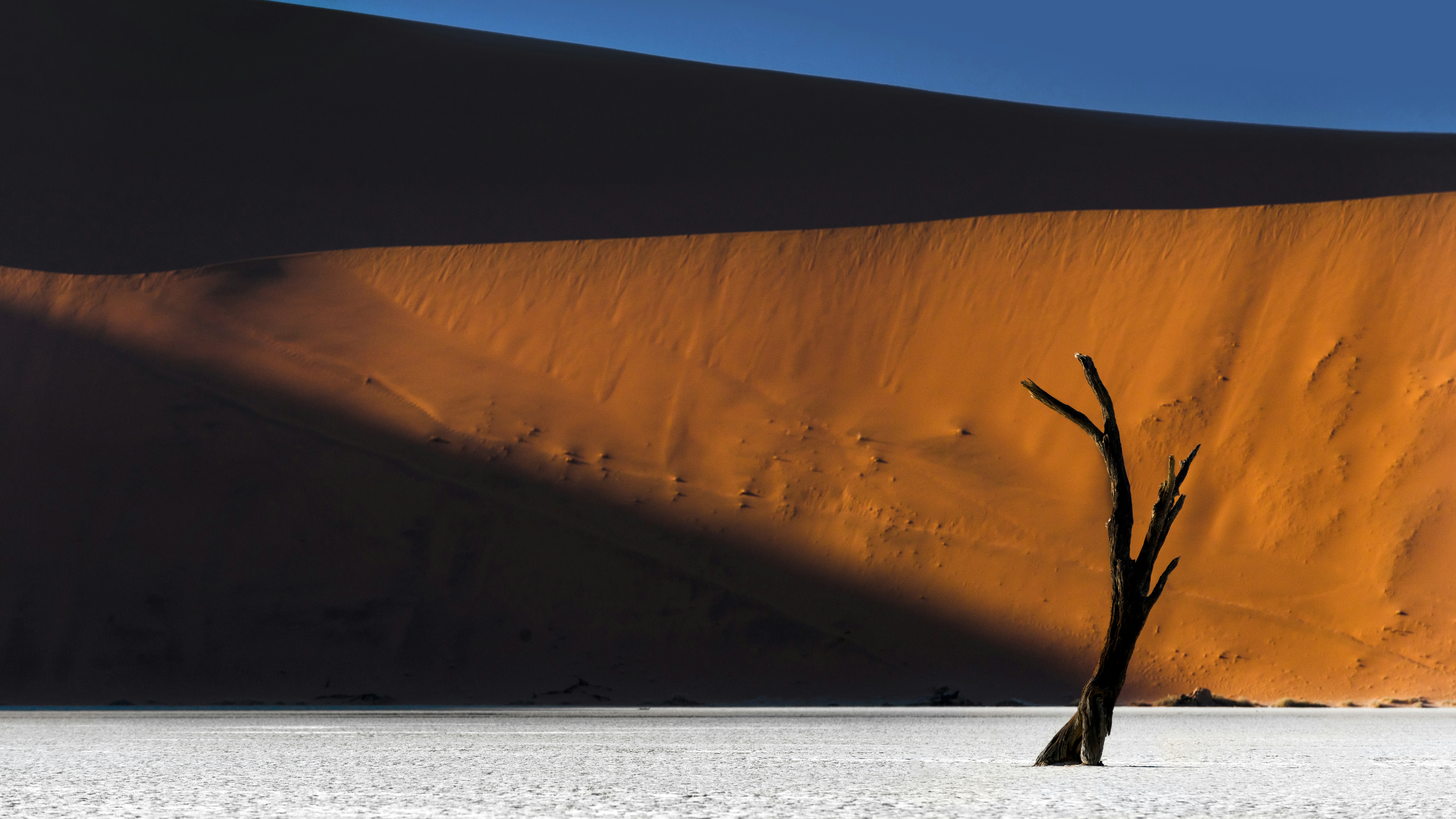 a lone tree in the middle of a desert