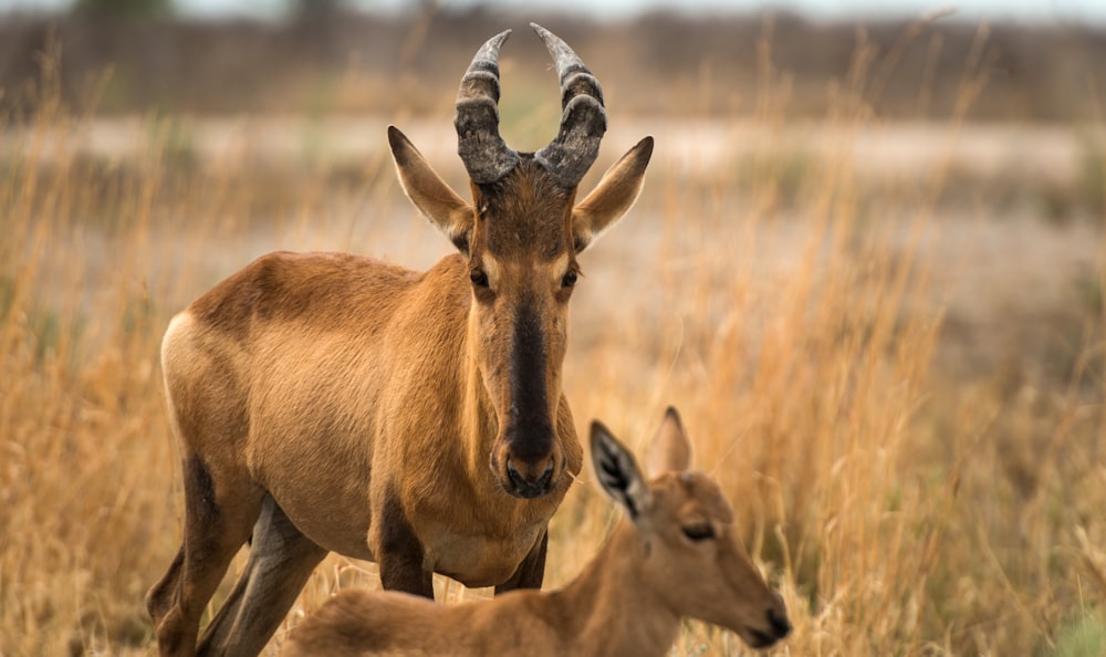 a couple of animals that are standing in the grass