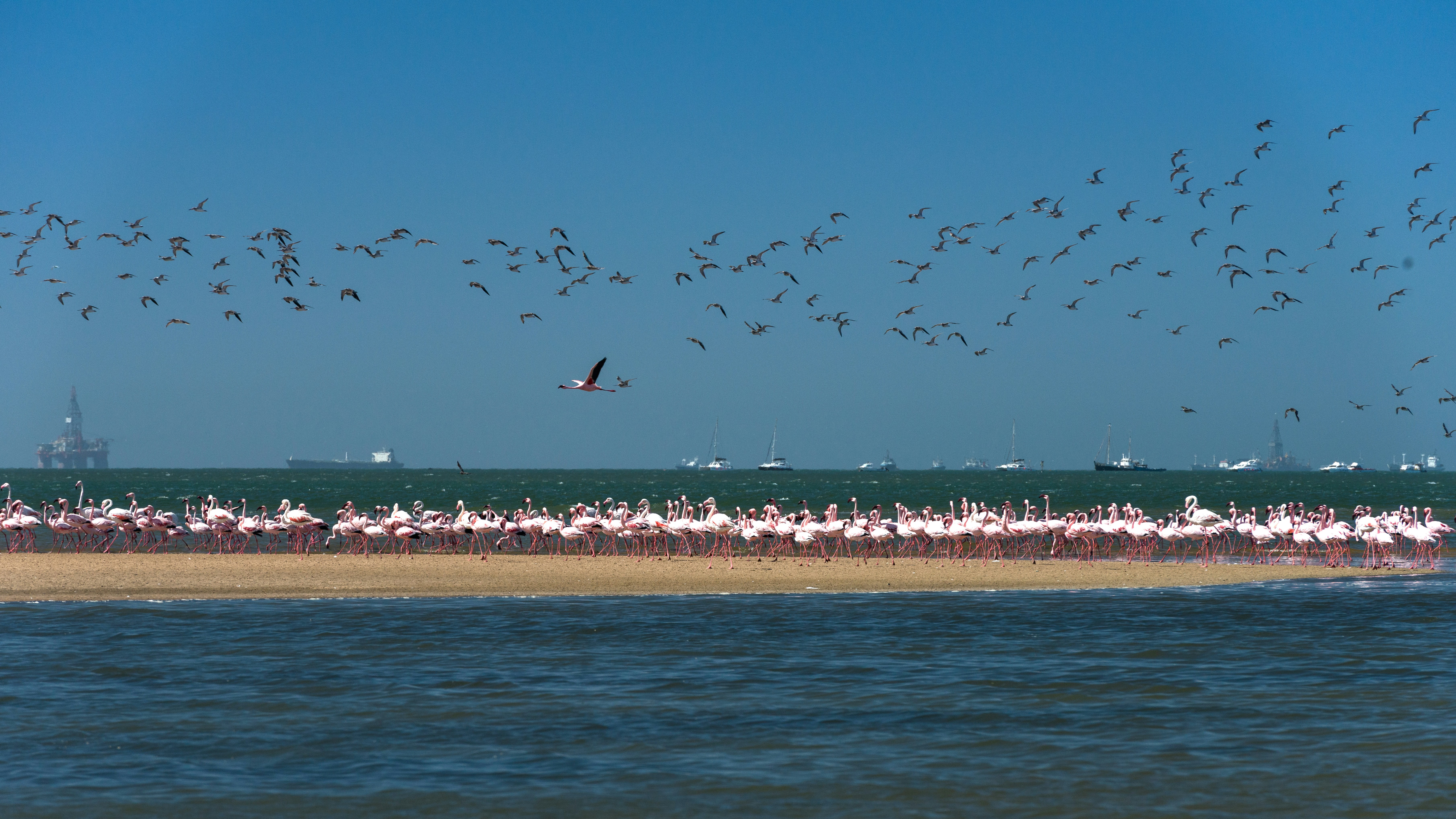Flamingos at Walvis Bay