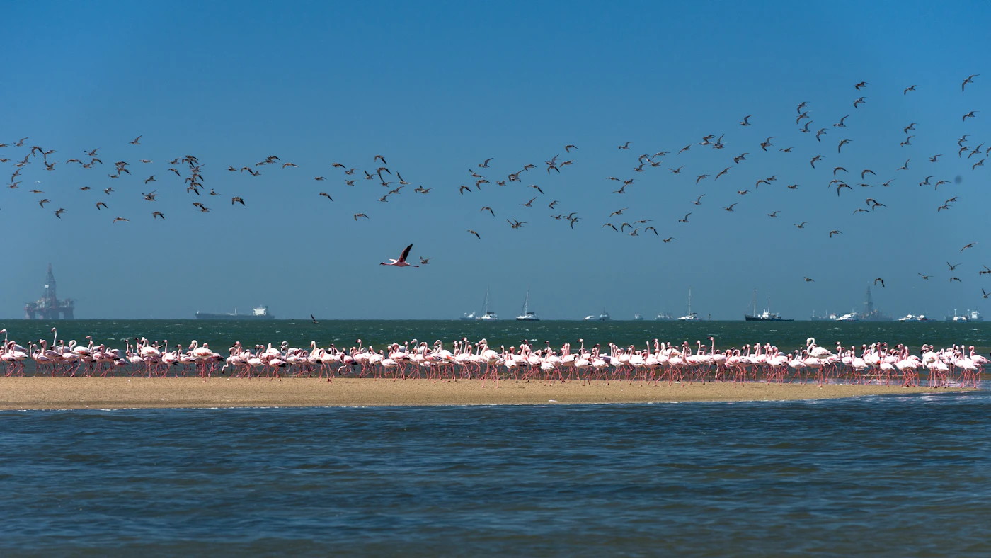 Flamingos gathered along the shore of Walvis Bay, Namibia