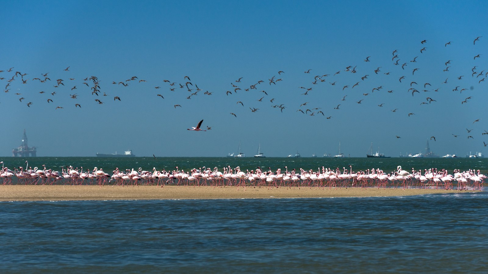 Rosaflamingos in der Lagune von Walvis Bay an der Küste Namibias