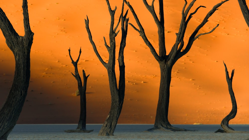 a group of dead trees standing in the desert