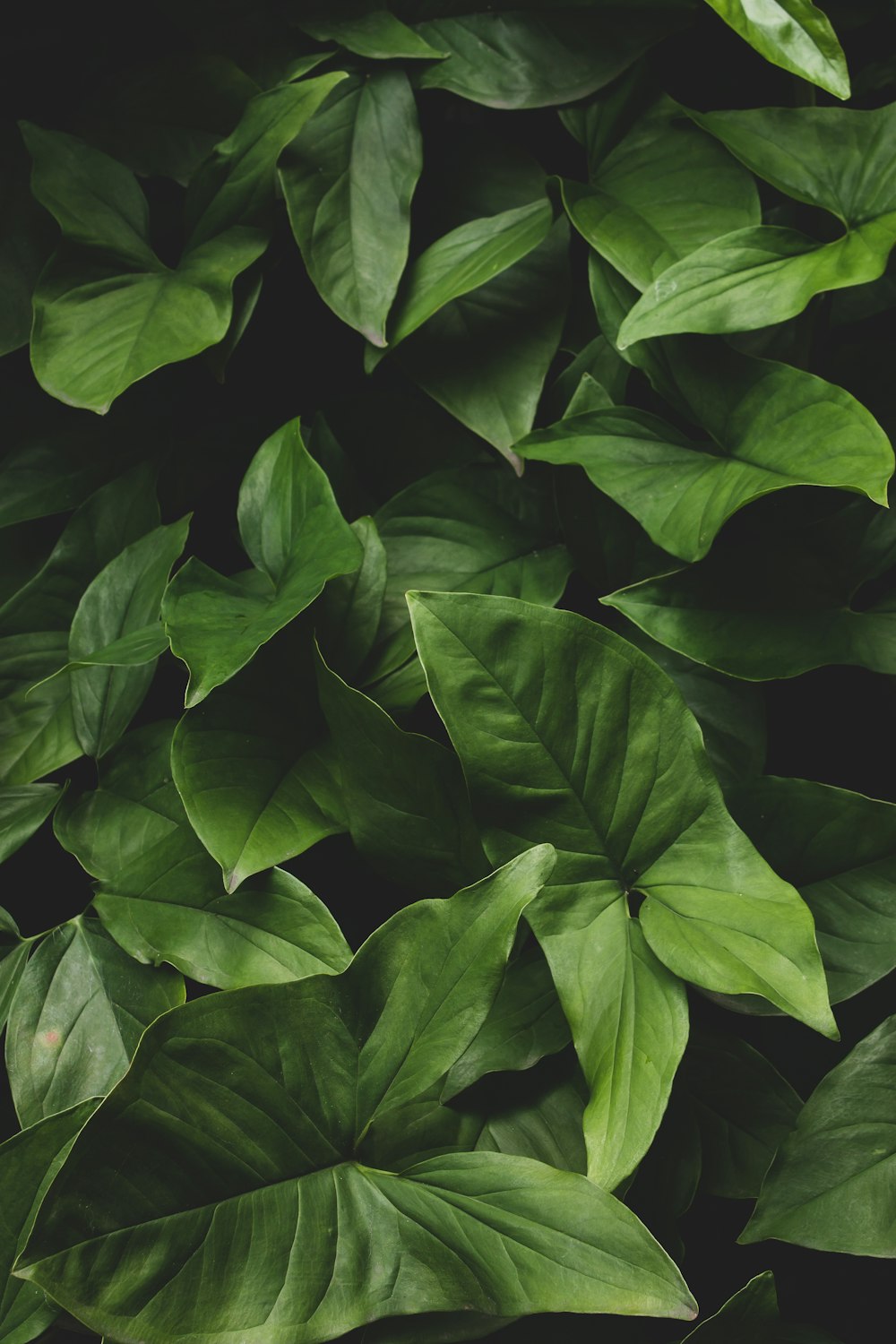 a close up of a green leafy plant