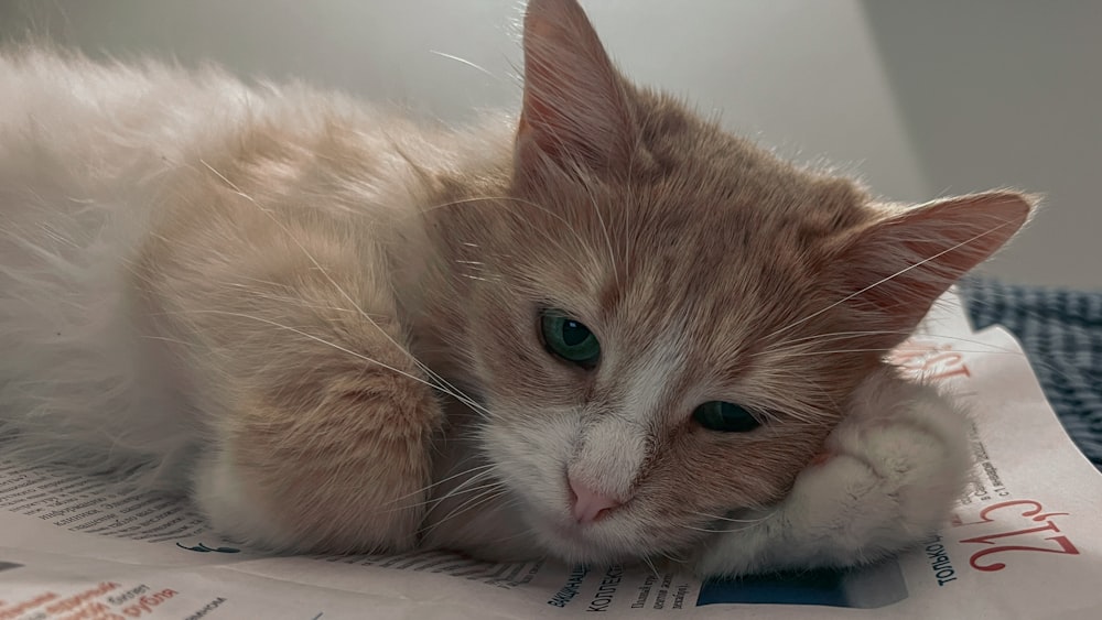 an orange and white cat laying on top of a pile of papers