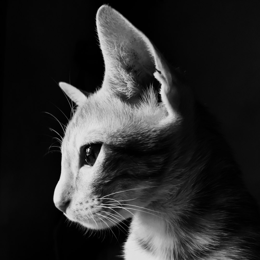 a black and white photo of a cat