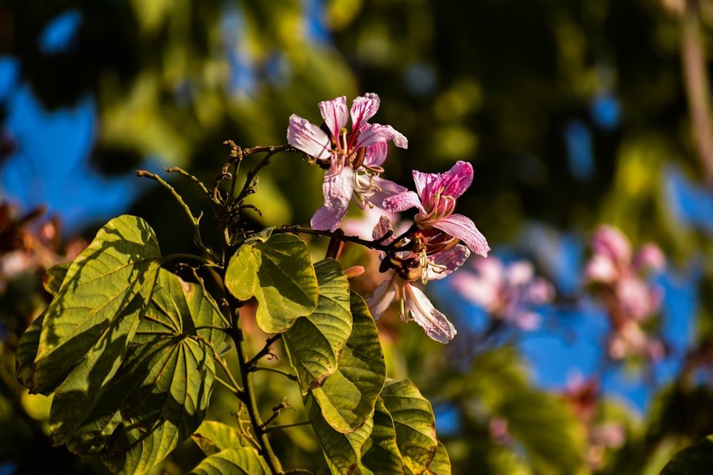 a branch of a tree with purple flowers