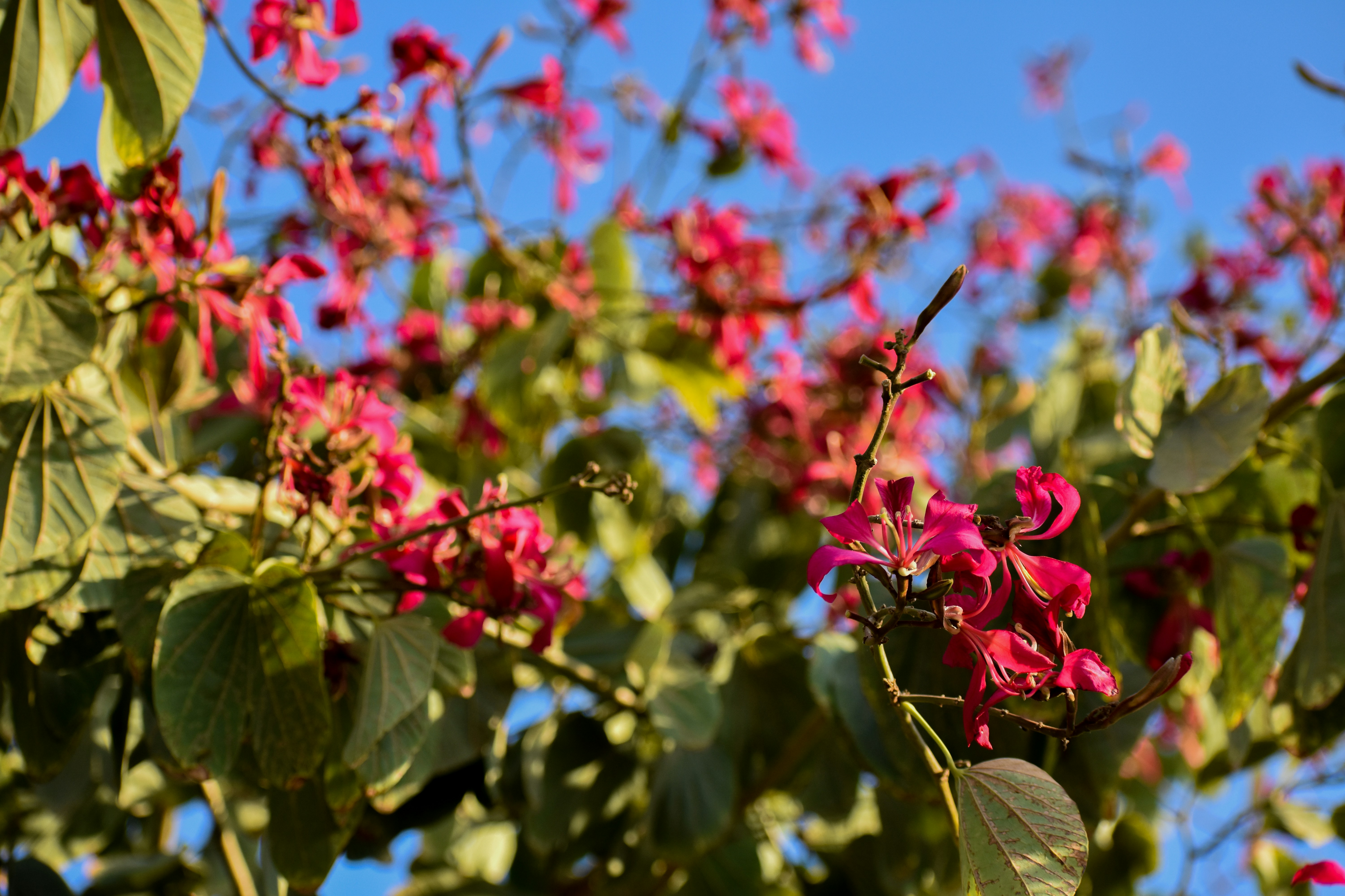 A tree filled with lots of red flowers photo – Free Wallpaper Image on ...