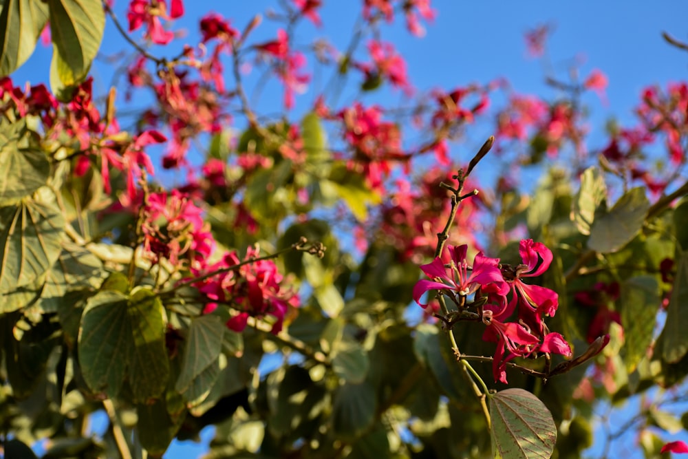 a tree filled with lots of red flowers