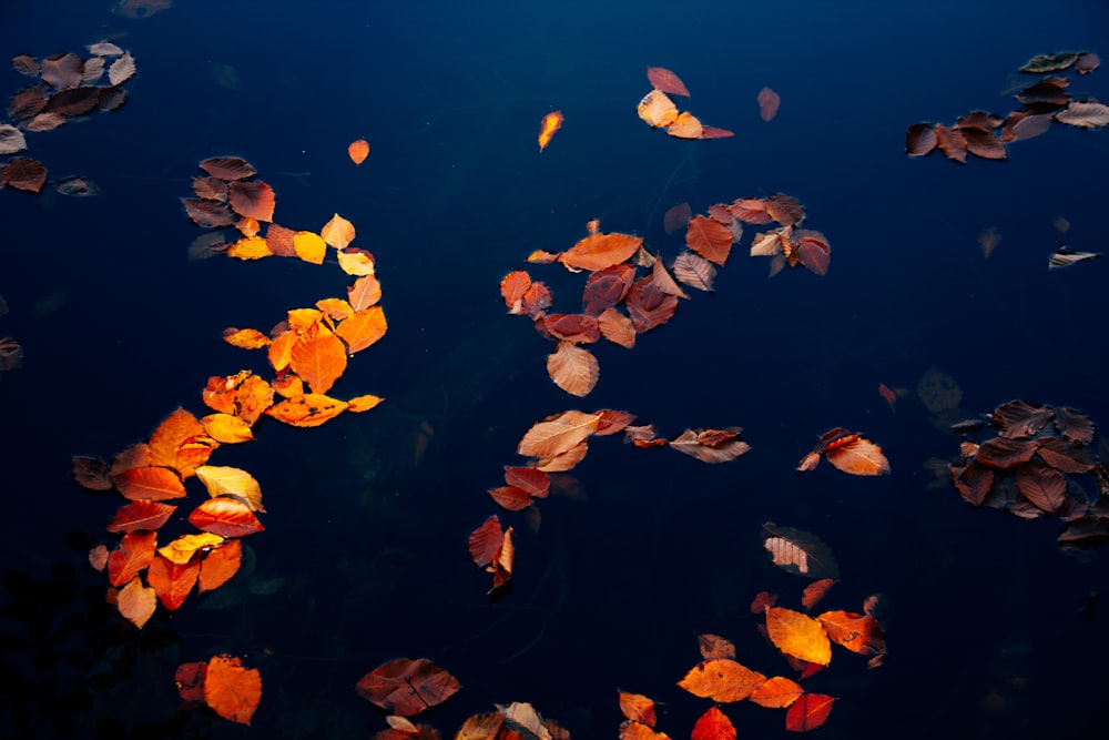 a group of leaves floating on top of a body of water