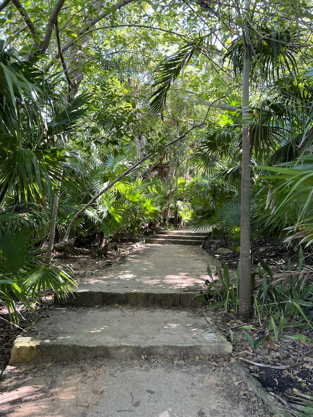 a path in the middle of a tropical forest