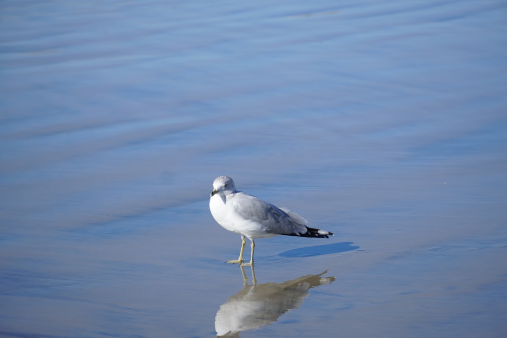 a seagull standing in shallow water looking for food