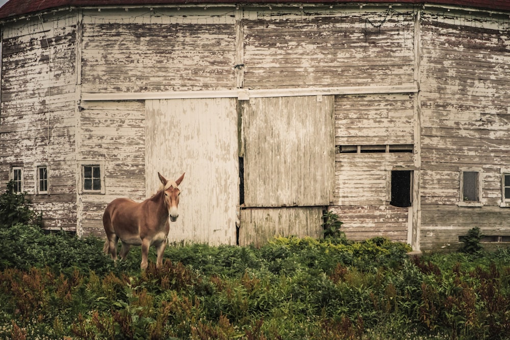 a donkey standing in front of an old barn
