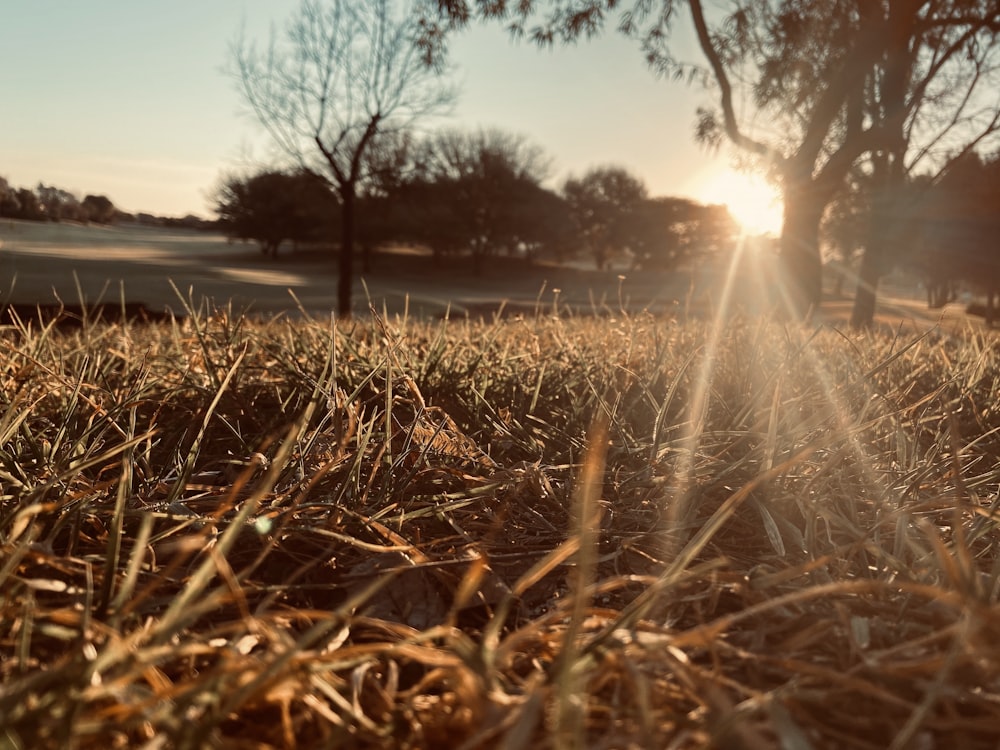 the sun is setting over a grassy field