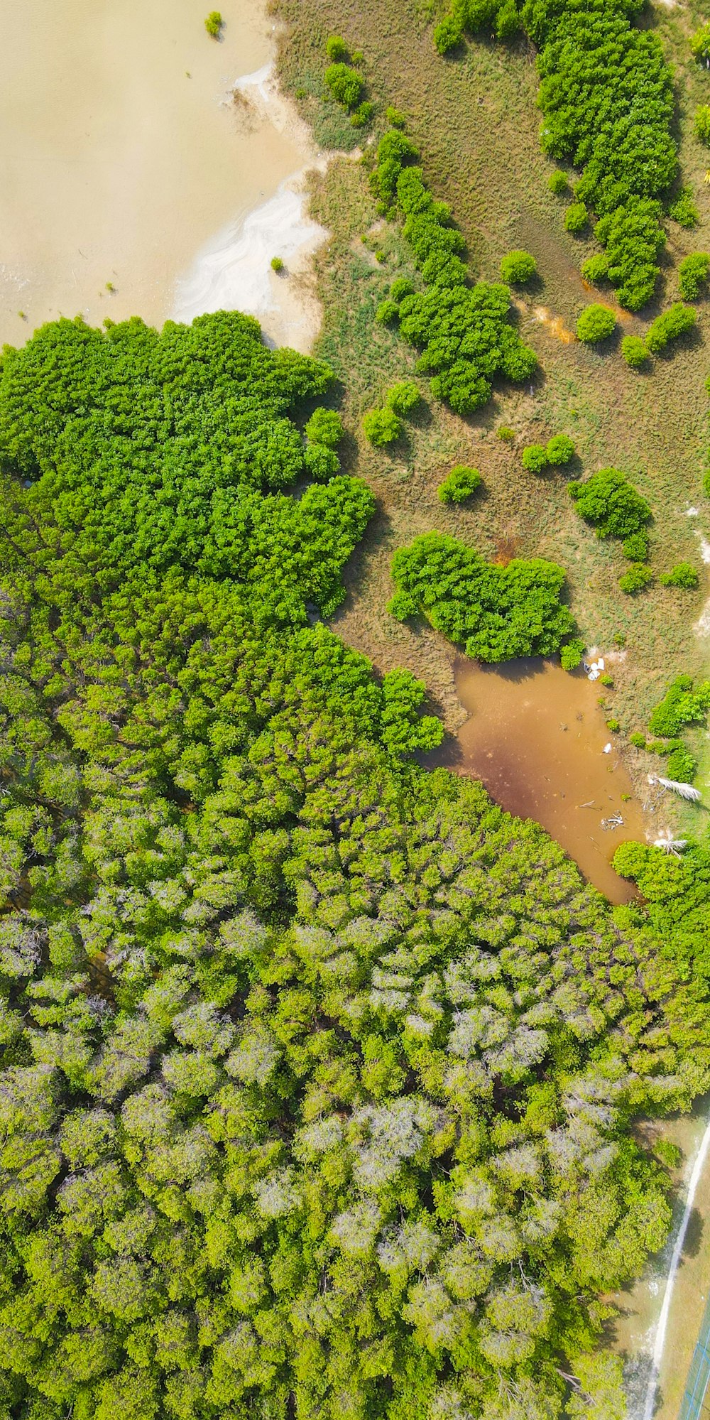 an aerial view of a forest with a river running through it