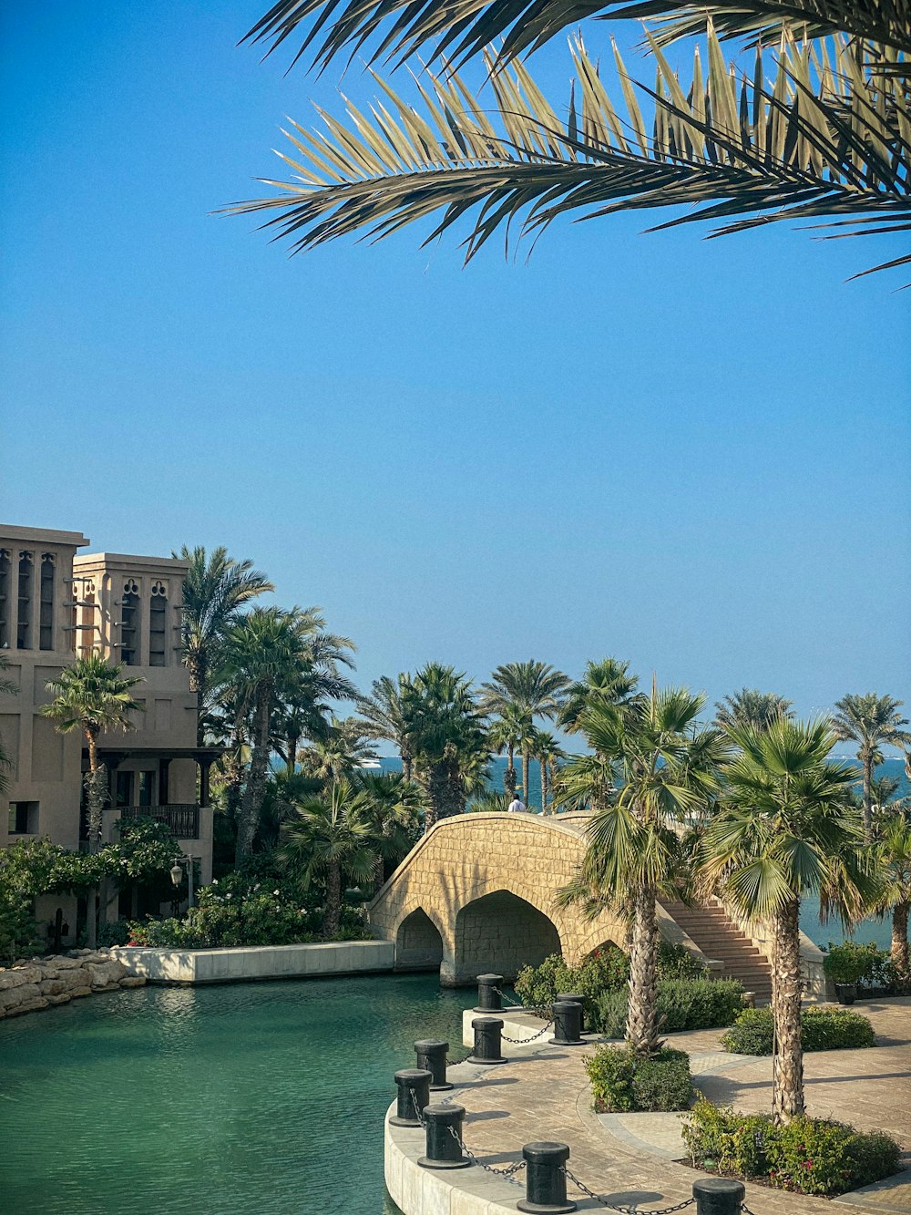 a palm tree is next to a body of water