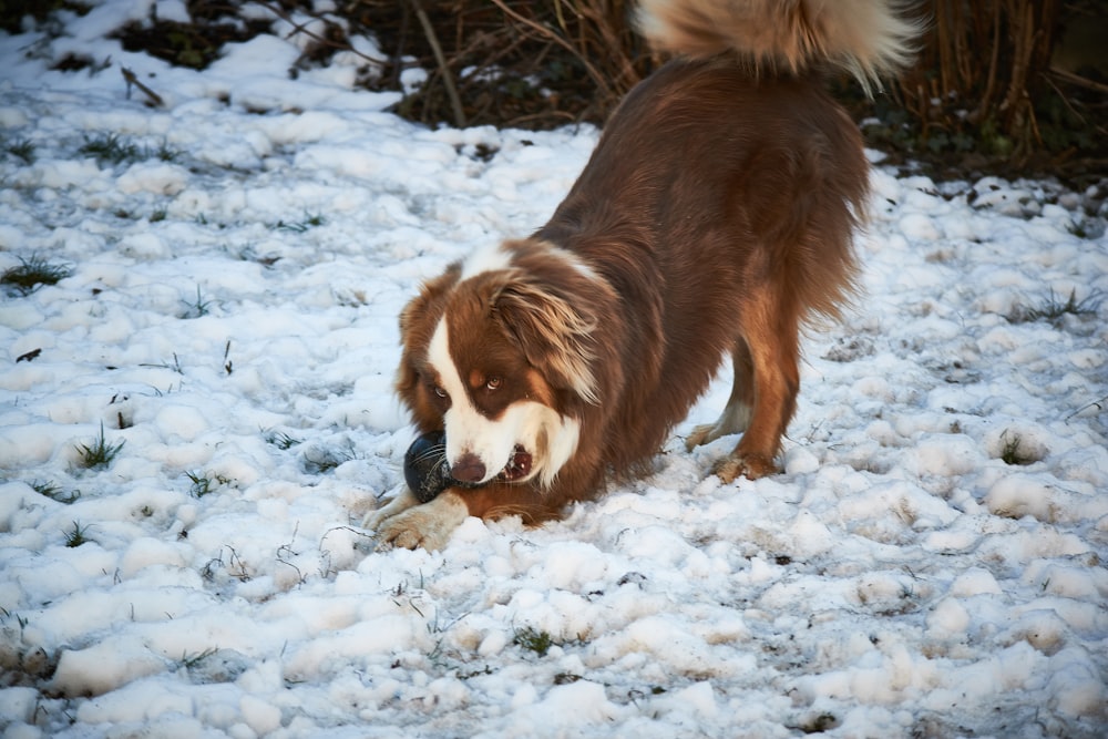 a brown and white dog playing in the snow