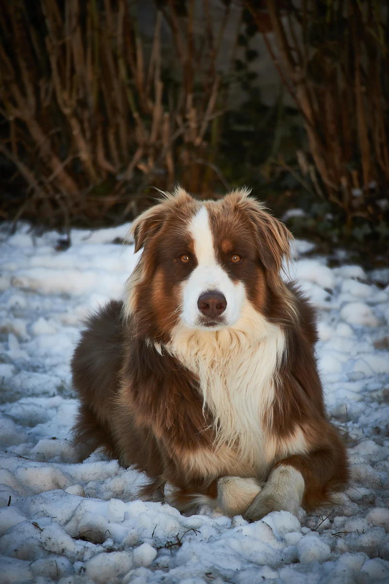 Holly, a red tri from our March 2024 litter, lying in the snow