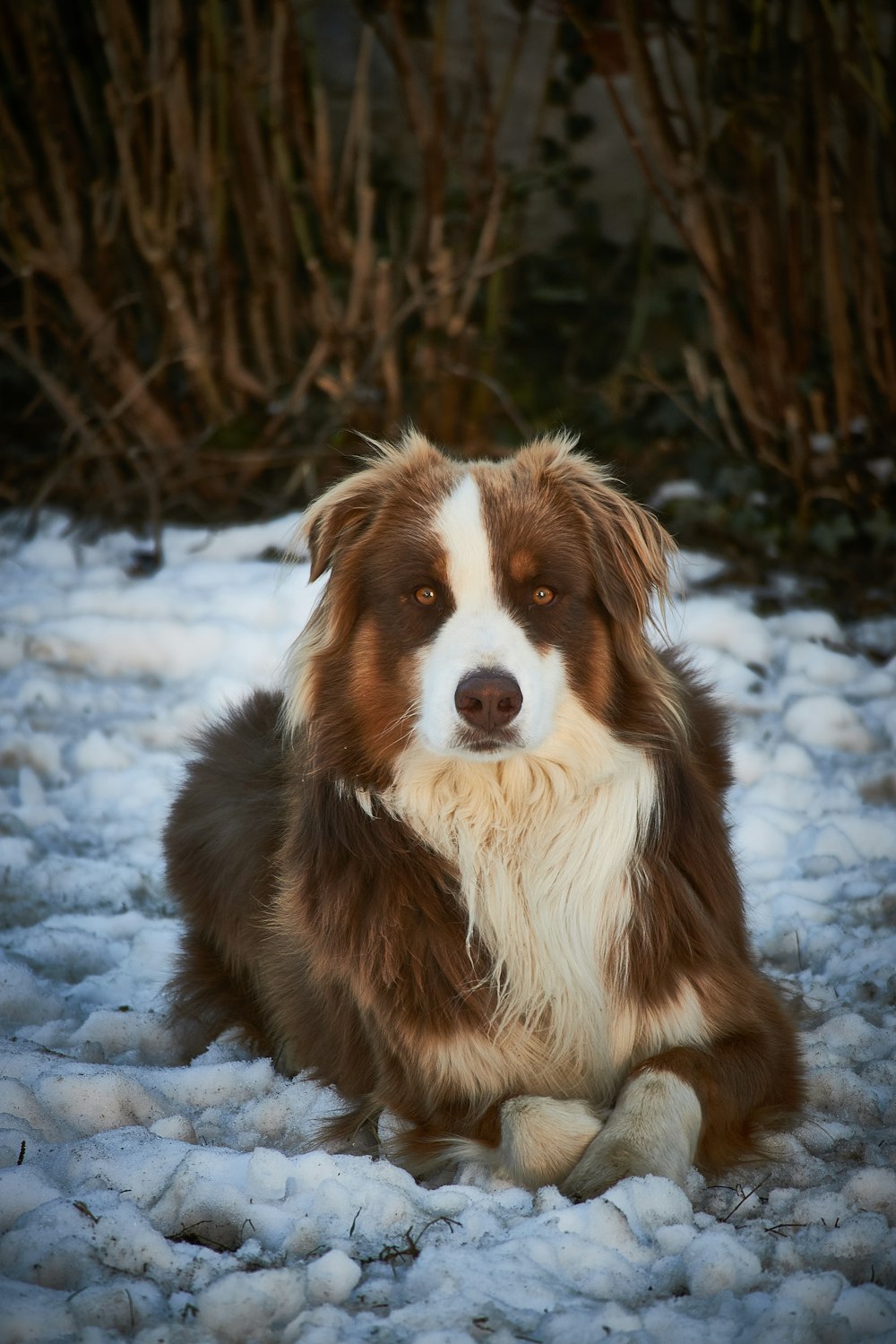 a brown and white dog sitting in the snow