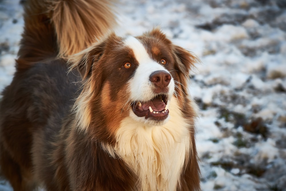 a brown and white dog standing in the snow