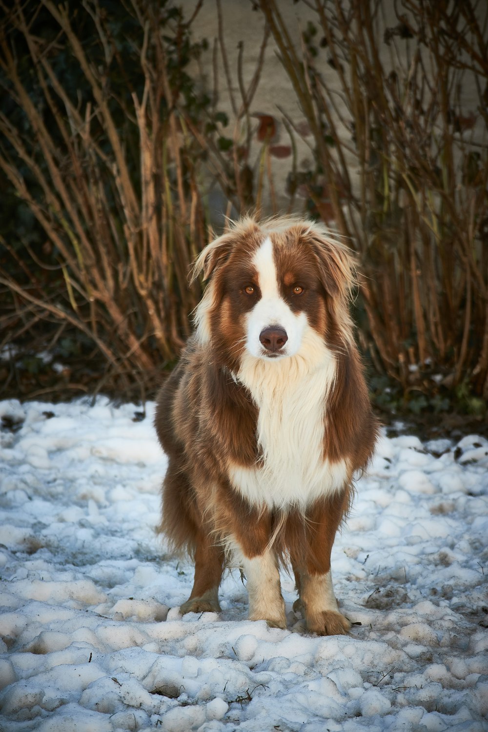 a brown and white dog standing in the snow