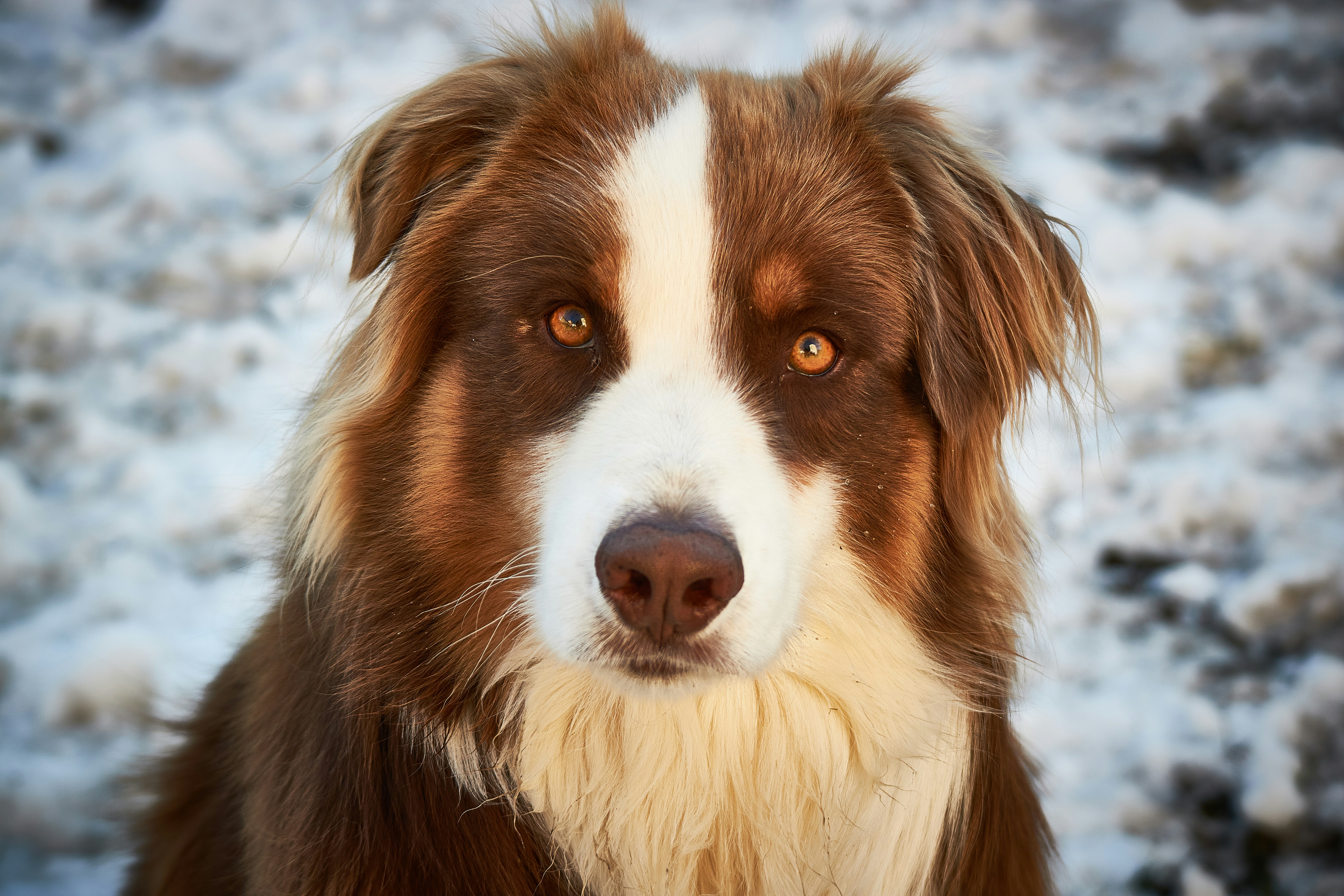 Brown Australian Shepherd
