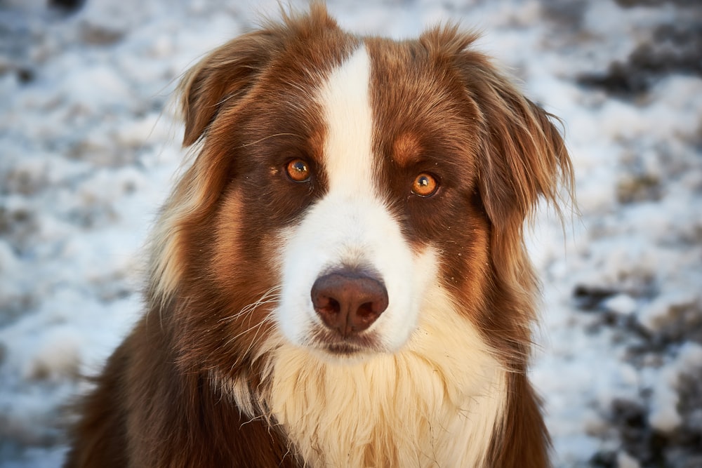 a brown and white dog is looking at the camera