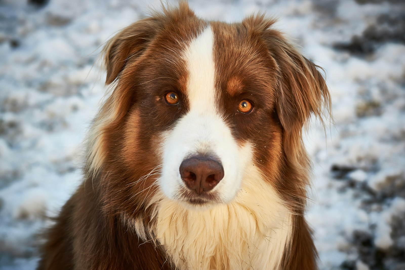 Australian Shepherd Bootcamp: A 7-Day Loose-Leash Plan