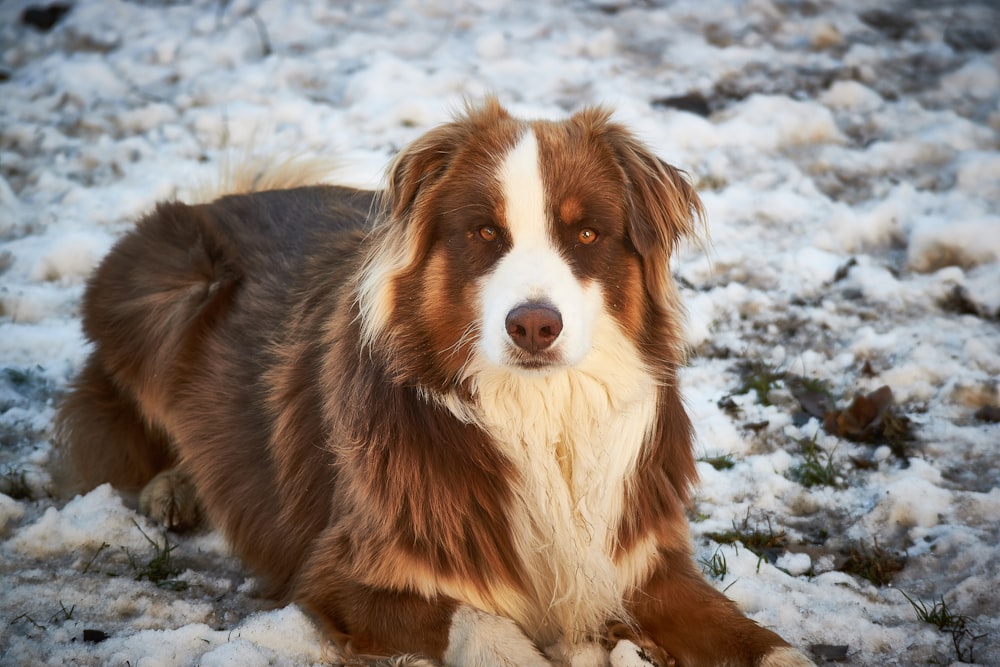 a brown and white dog laying in the snow