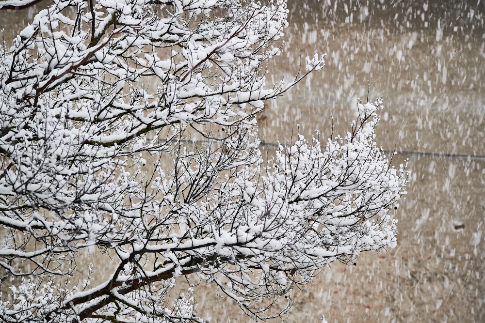 a snow covered tree in front of a building