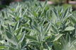 a field full of green plants with lots of leaves