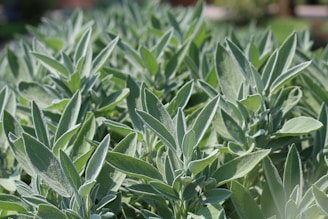 a field full of green sage with lots of leaves